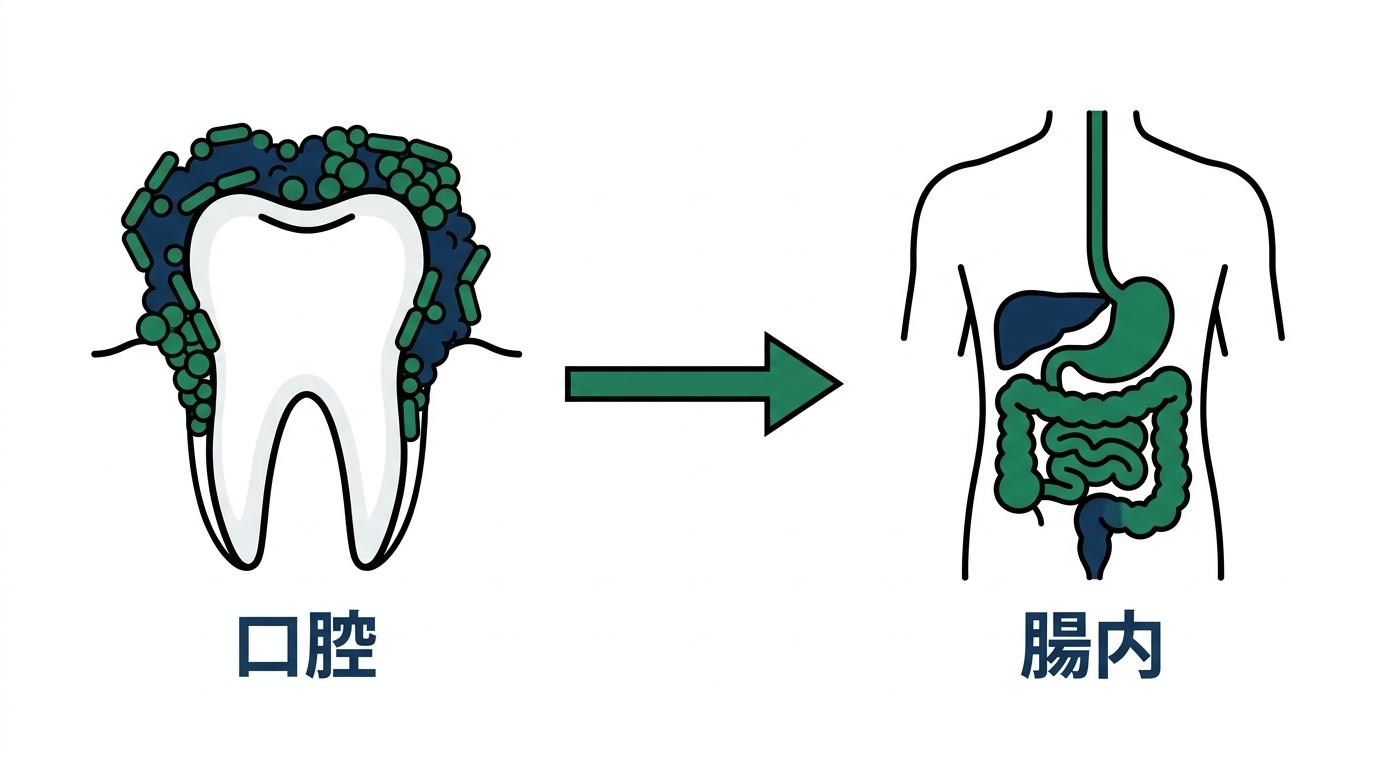 バイオフィルムとは？お口の中で形成される「細菌の城」の正体の図解